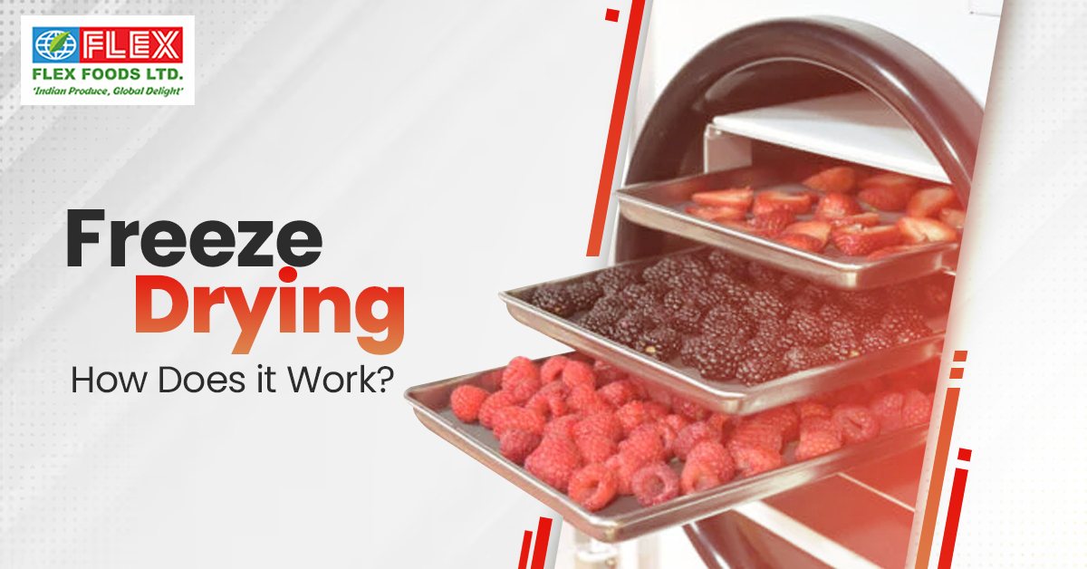Freeze Drying: How Does it Work?