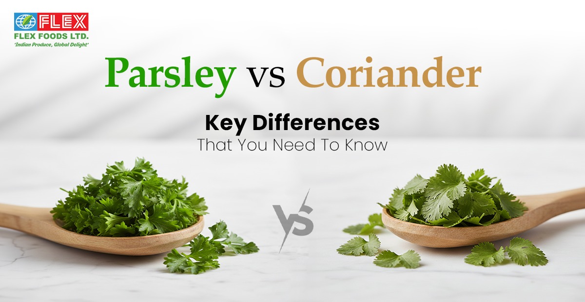 Parsley vs Coriander: Key Differences, Types & How to Use Each