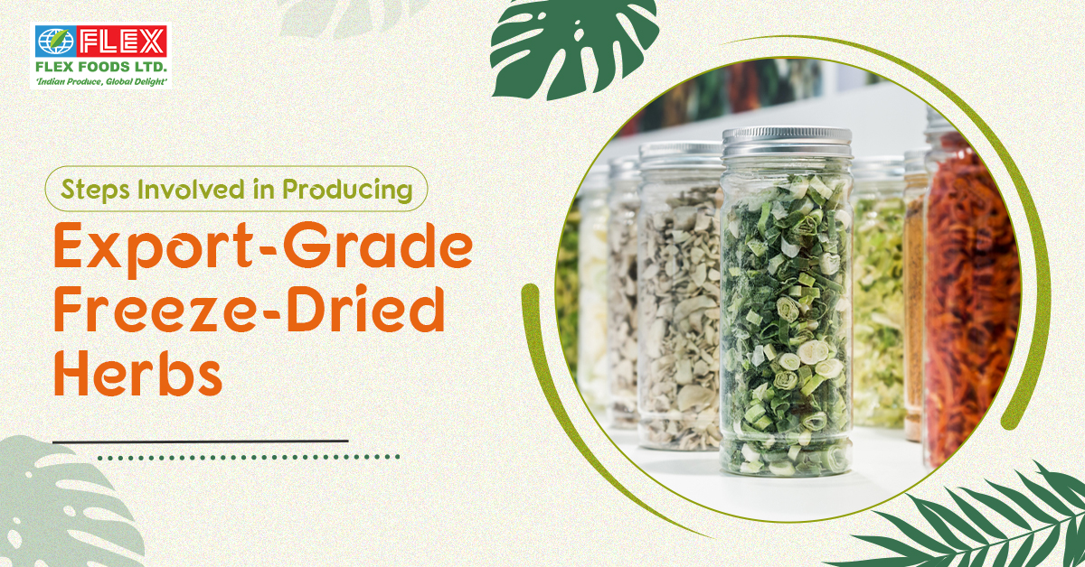 Steps Involved in Producing Export-Grade Freeze-Dried Herbs